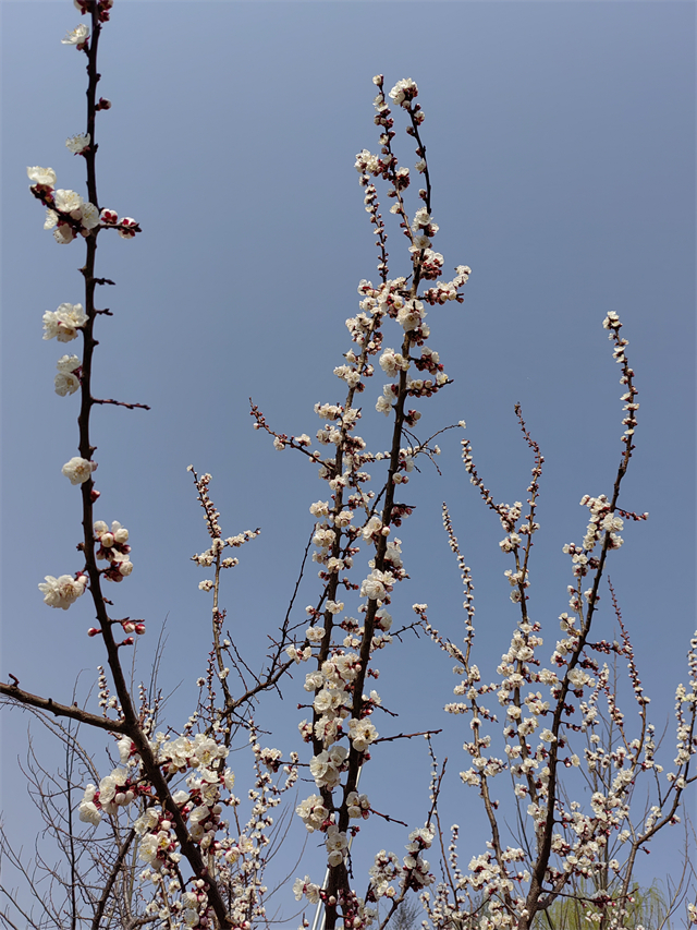 【书院直击·导师篇】晨曦英语——0638太阳集团官网晨间打卡活动进行时
