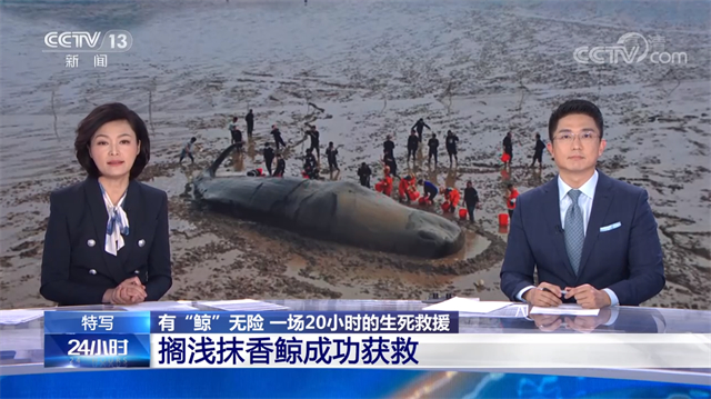 【第九期圆桌论坛】抹香鲸搁浅为何引发高度关注?